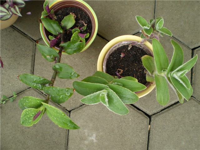 tradeskantia